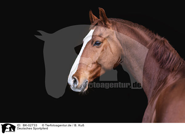 Deutsches Sportpferd / BK-02733