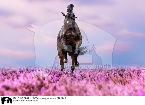 Deutsches Sportpferd / German Sport Horse / BK-02754