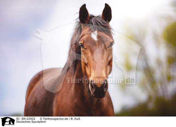 Deutsches Sportpferd / German Sport Horse / BK-02822