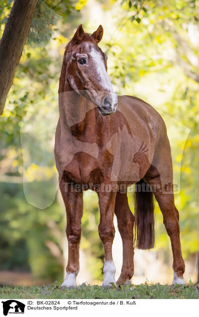 Deutsches Sportpferd / German Sport Horse / BK-02824