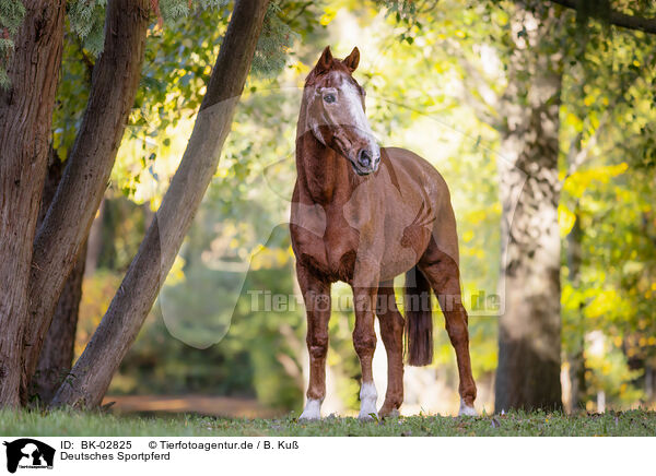 Deutsches Sportpferd / German Sport Horse / BK-02825