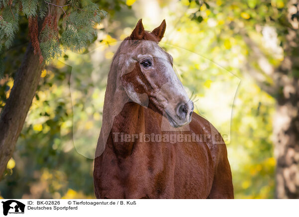 Deutsches Sportpferd / German Sport Horse / BK-02826