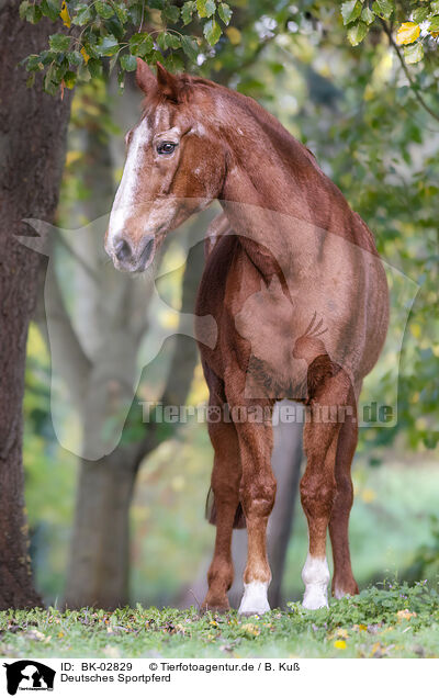 Deutsches Sportpferd / German Sport Horse / BK-02829