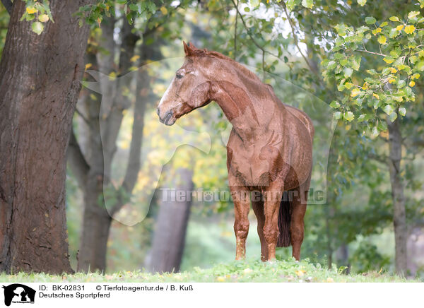 Deutsches Sportpferd / BK-02831