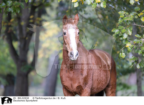 Deutsches Sportpferd / BK-02836