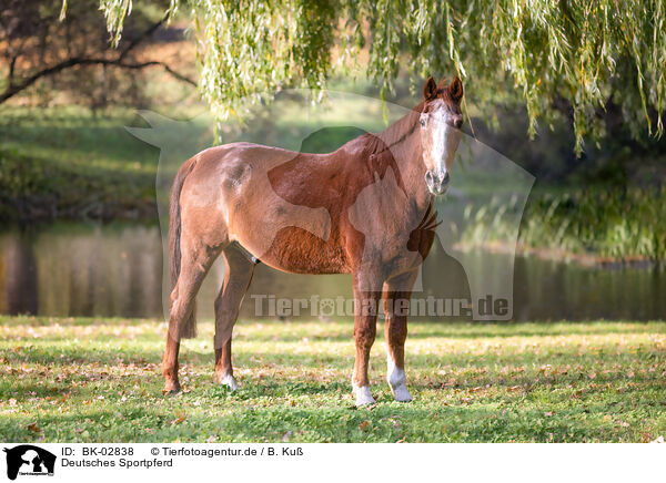 Deutsches Sportpferd / BK-02838