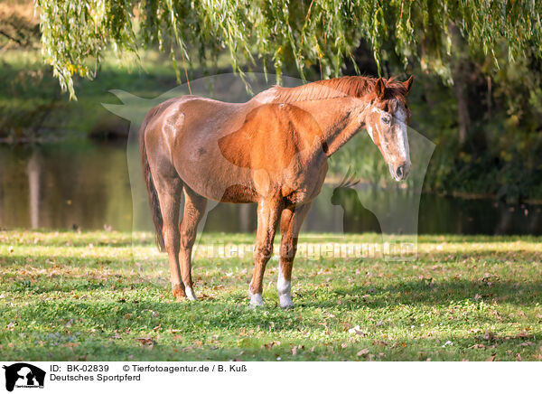 Deutsches Sportpferd / German Sport Horse / BK-02839