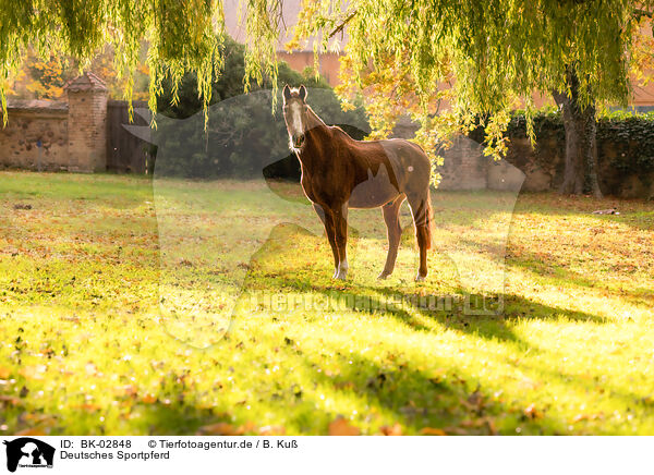 Deutsches Sportpferd / German Sport Horse / BK-02848