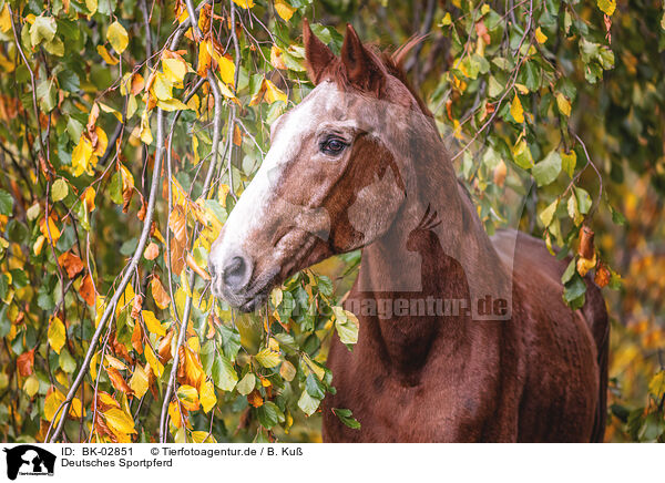 Deutsches Sportpferd / German Sport Horse / BK-02851