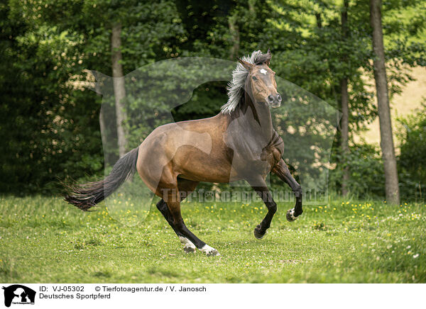 Deutsches Sportpferd / German Sport Horse / VJ-05302