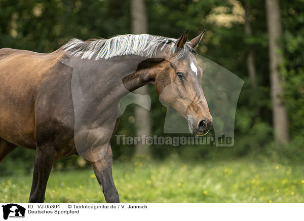Deutsches Sportpferd / German Sport Horse / VJ-05304