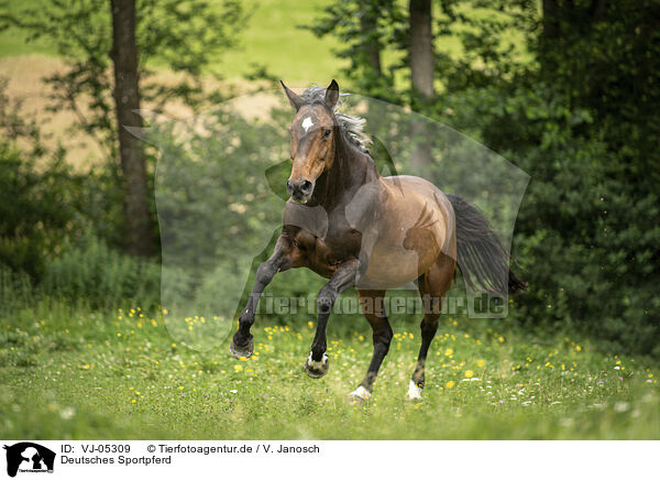 Deutsches Sportpferd / German Sport Horse / VJ-05309