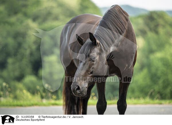 Deutsches Sportpferd / German Sport Horse / VJ-05358