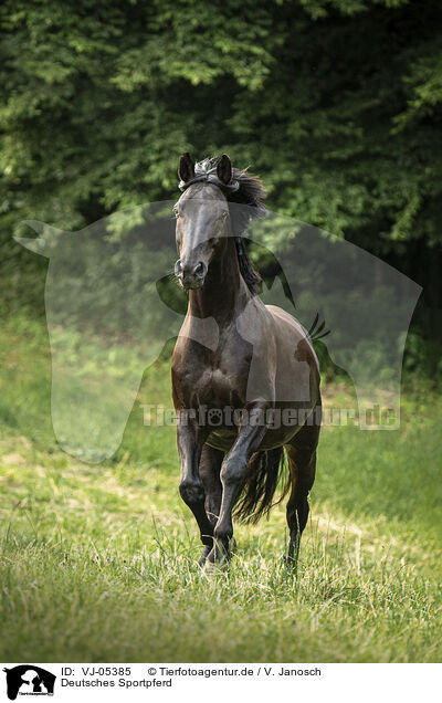 Deutsches Sportpferd / German Sport Horse / VJ-05385