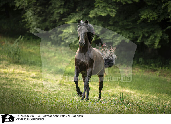 Deutsches Sportpferd / German Sport Horse / VJ-05386