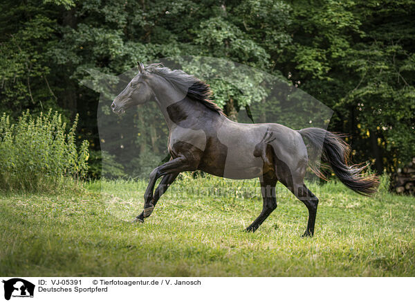 Deutsches Sportpferd / German Sport Horse / VJ-05391