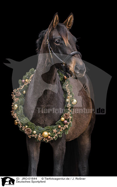 Deutsches Sportpferd / German Sport Horse / JRO-01644