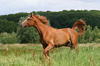 Deutsches Reitpferd im Trab