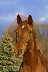 Edles Schsisches Warmblut Portrait