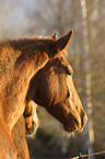 Edles Schsisches Warmblut Portrait