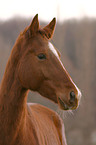 Warmblut Portrait