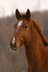 Warmblut Portrait