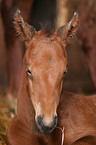 Fohlen Portrait