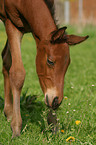 grasendes Fohlen