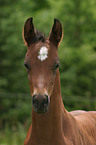 Fohlen im Portrait