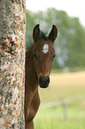 Fohlen im Portrait