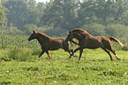 rennende Pferde