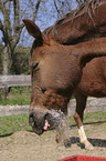 Pferd spielt mit Wasser