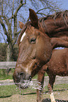 Pferd spielt mit Wasser