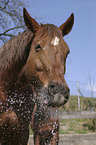 Pferd spielt mit Wasser