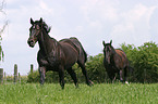 Schweres Warmblut