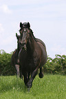 Schweres Warmblut