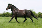 Schweres Warmblut