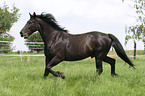 Schweres Warmblut