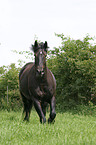 Schweres Warmblut