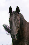 Schweres Warmblut