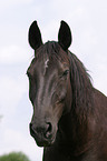 Schweres Warmblut