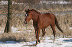 Pferd in Bewegung