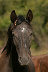 Warmblut Portrait