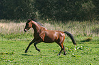 rennendes Deutsches Sportpferd