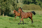 rennendes Deutsches Sportpferd