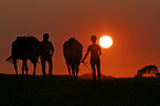 Reiter im Sonnenuntergang