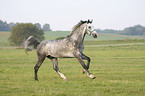 rennendes Warmblut