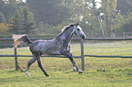 rennendes Warmblut