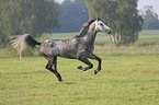 rennendes Warmblut