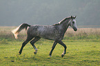 rennendes Warmblut